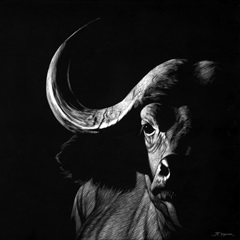 Wildlife Scratchboards VIII