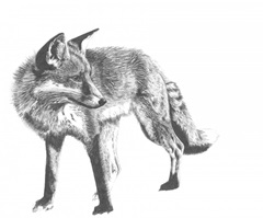 Wildlife Snapshot: Fox