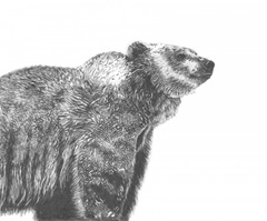 Wildlife Snapshot: Grizzly