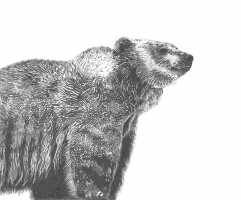 Wildlife Snapshot: Grizzly