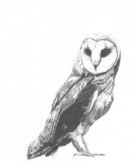 Wildlife Snapshot: Owl