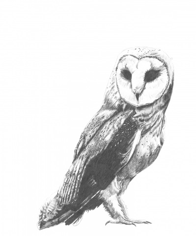 Wildlife Snapshot: Owl