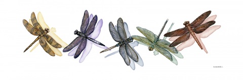 Wings of Splendor II