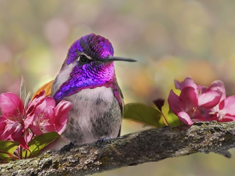 A Brilliant Peace II