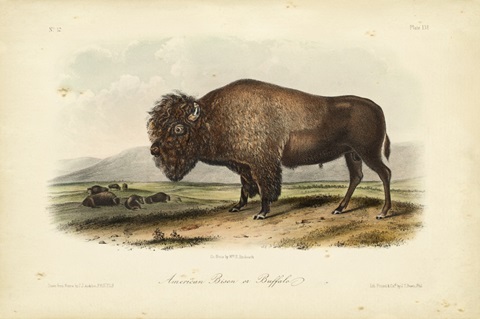 American Bison