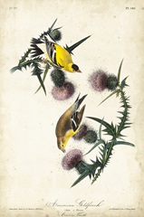 American Goldfinch