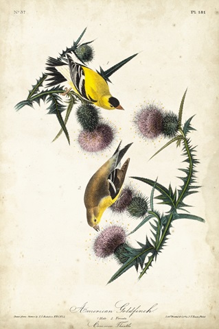 American Goldfinch