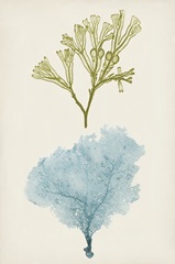 Aqua and Citron Coral II