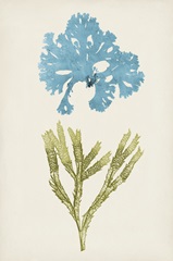 Aqua and Citron Coral III