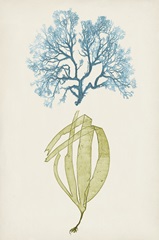 Aqua and Citron Coral IV