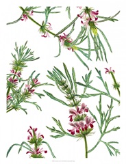 Asian Flower Array I