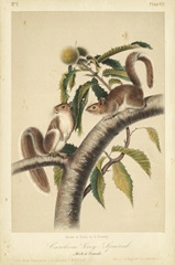 Audubon Squirrel I