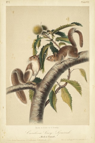 Audubon Squirrel I