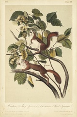 Audubon Squirrel II