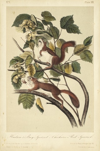 Audubon Squirrel II