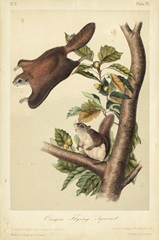 Audubon Squirrel IV