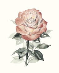 Beholden Rose I