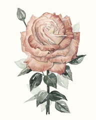 Beholden Rose II
