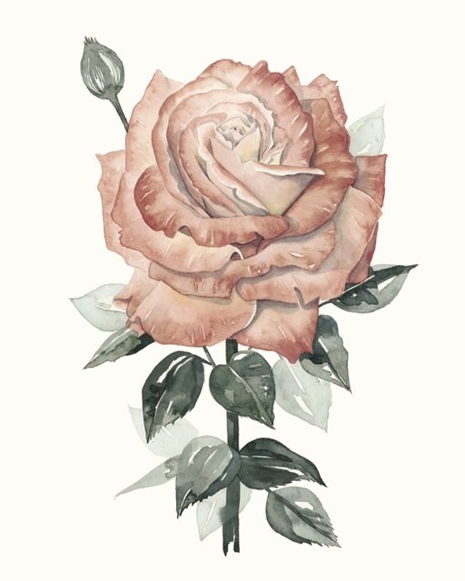 Beholden Rose II