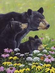 Black Bears