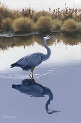 Blackwater Reflections I