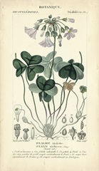 Botanique Study in Lavender I