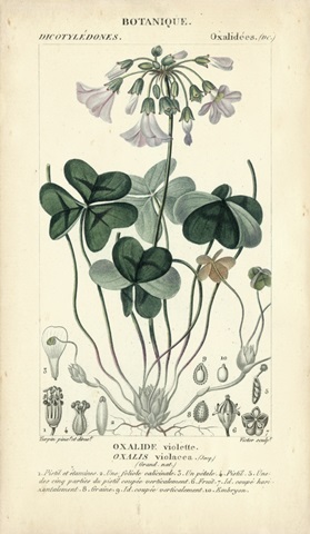 Botanique Study in Lavender I