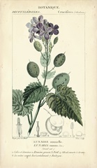 Botanique Study in Lavender III
