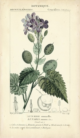 Botanique Study in Lavender III