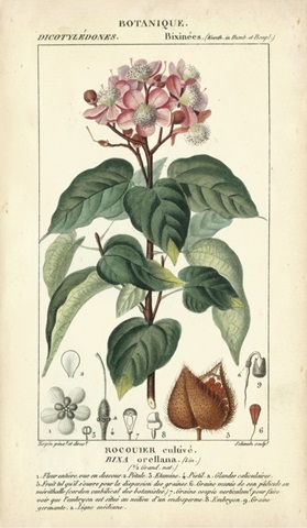 Botanique Study in Pink I