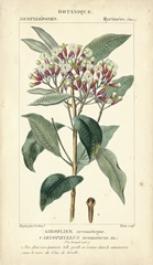 Botanique Study in Pink II