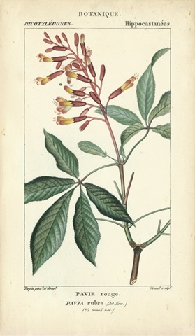 Botanique Study in Pink III