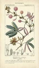 Botanique Study in Pink IV