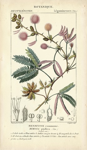 Botanique Study in Pink IV