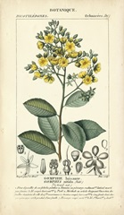 Botanique Study in Yellow II