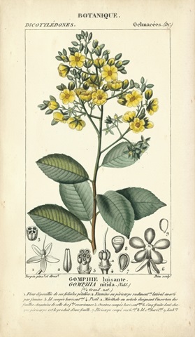 Botanique Study in Yellow II