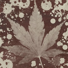 Botany Expressions IV