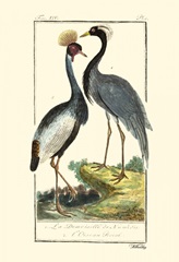 Buffon Cranes and Herons II