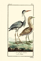 Buffon Cranes and Herons III