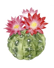Cactus Bloom III