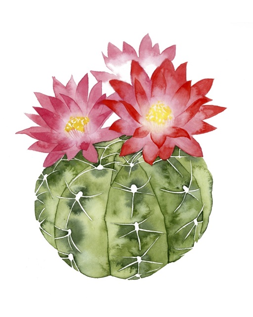 Cactus Bloom III