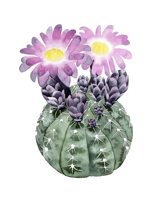 Cactus Bloom IV