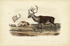 Caribou