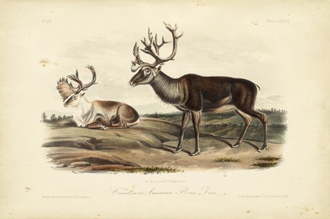 Caribou