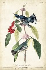 Cerulean Wood Warbler