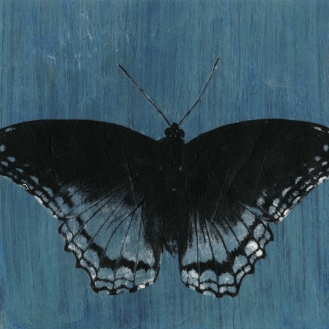 Chambray Butterflies II