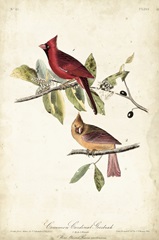 Common Cardinal Grosbeak