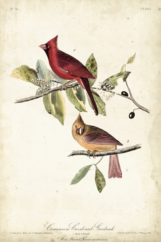 Common Cardinal Grosbeak