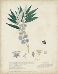 Delicate Blue Descubes I