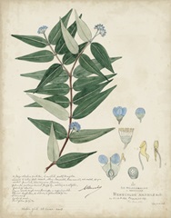 Delicate Blue Descubes II